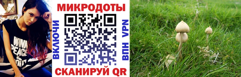 гидра   купить   Великий Устюг  Псилоцибиновые грибы Psilocybe 